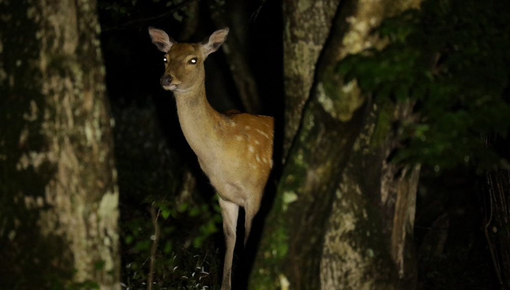 野生動物を探そう！ピッキオ ワイルドサファリツアー