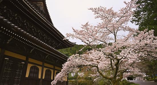 冬旅