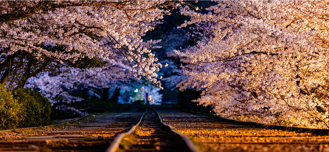春爛漫、桜と歴史を巡る旅
